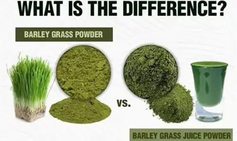 Barley Grass Powder vs Barley Grass Juice Powder: What's the Real Difference?